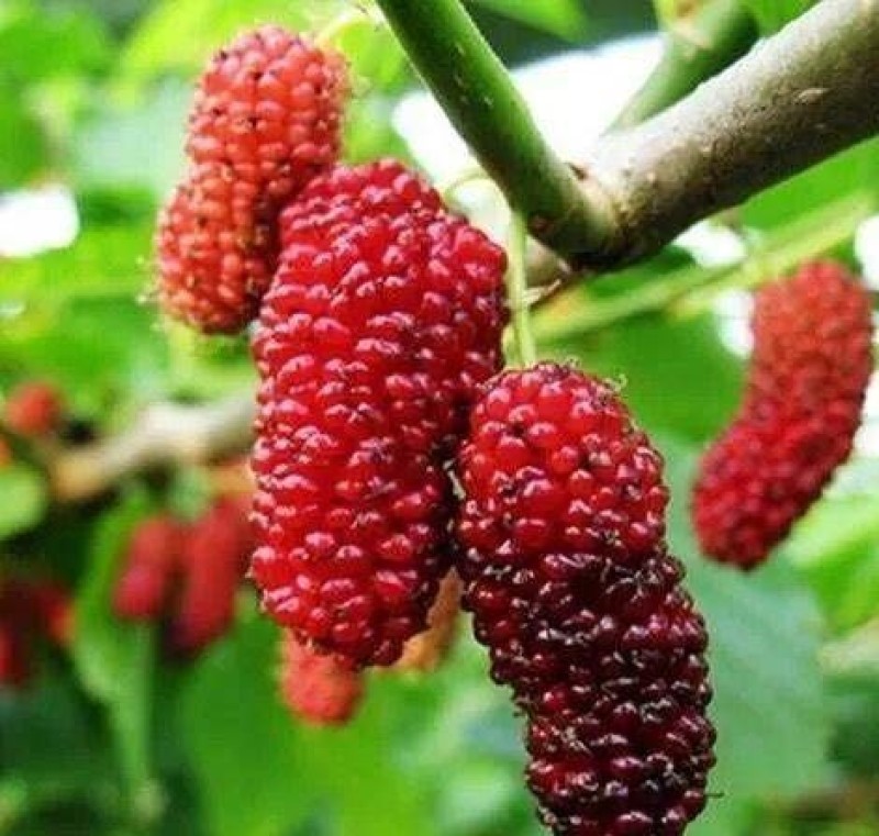 草桑苗品种纯正根系发达现挖现发保湿发货