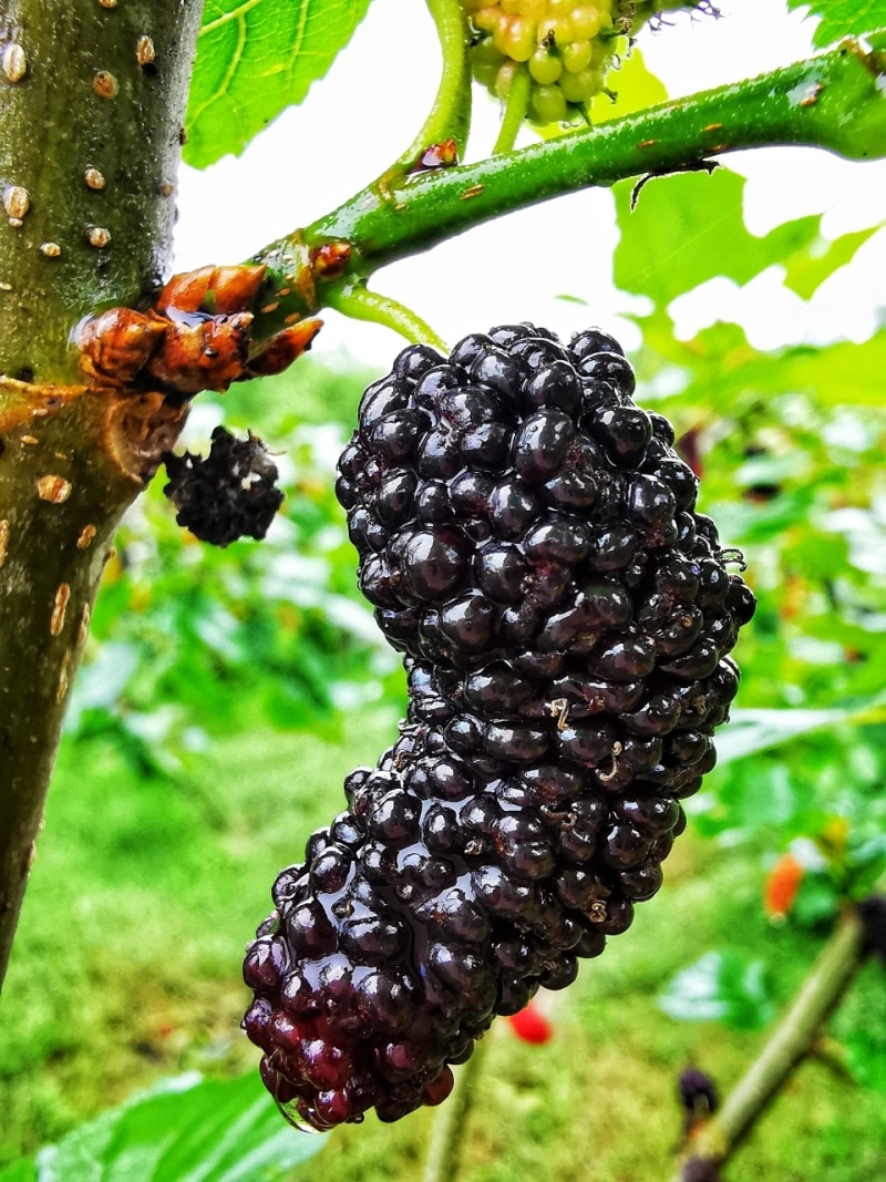 垂枝桑树苗桑葚苗品种纯正根系发达现挖现发