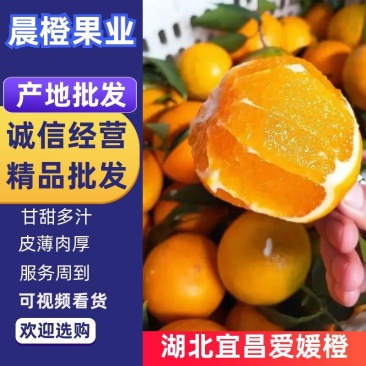 精品批发爱媛果冻橙.个大皮薄，入口即化，一手货源量大从优