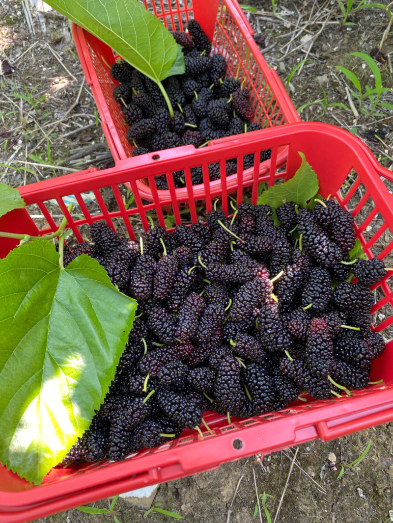 黑珍珠桑葚苗品种纯正根系发达现挖现发