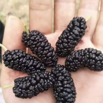 黑珍珠桑葚苗品种纯正根系发达现挖现发