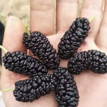 黑珍珠桑葚苗品种纯正根系发达现挖现发