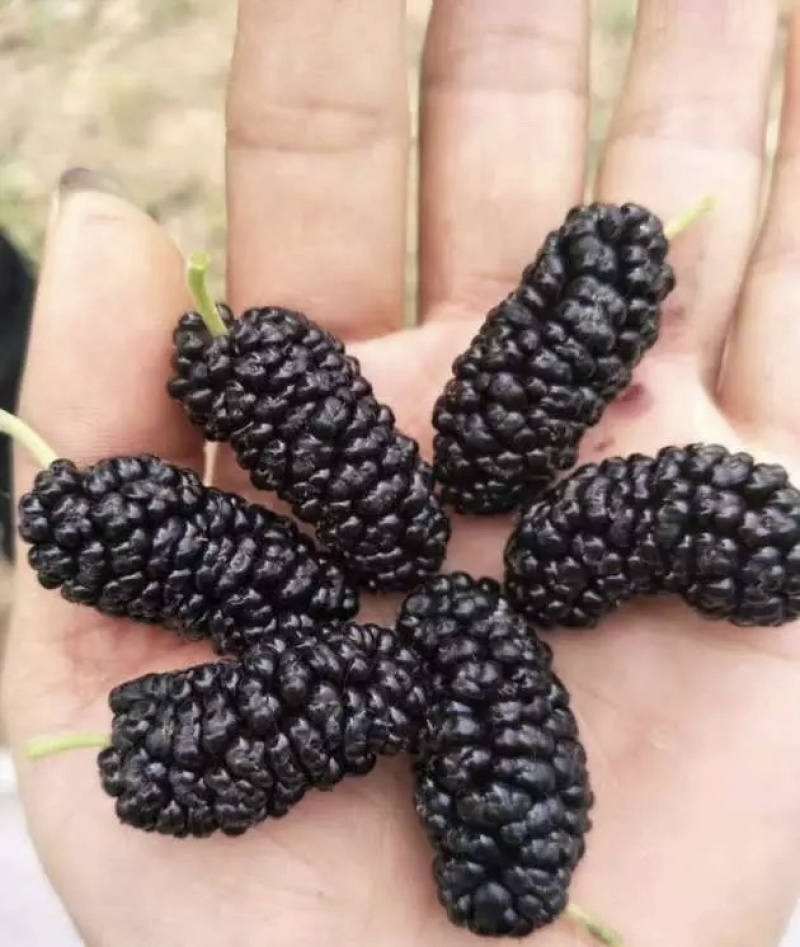 黑珍珠桑葚苗品种纯正根系发达现挖现发