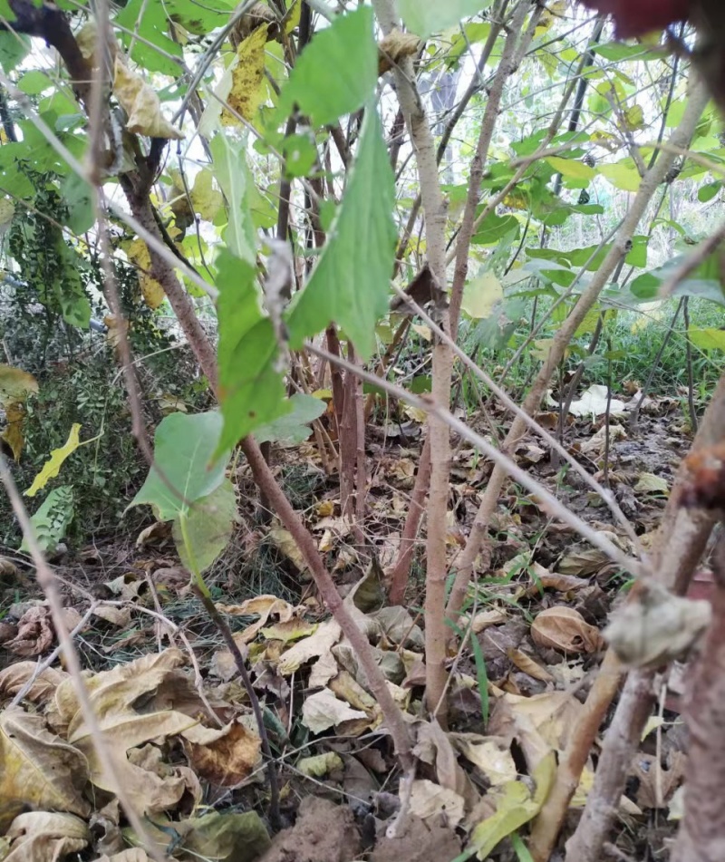 黑珍珠桑葚苗品种纯正根系发达现挖现发