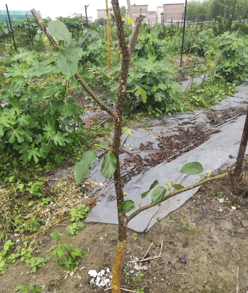 黑珍珠桑葚苗品种纯正根系发达现挖现发