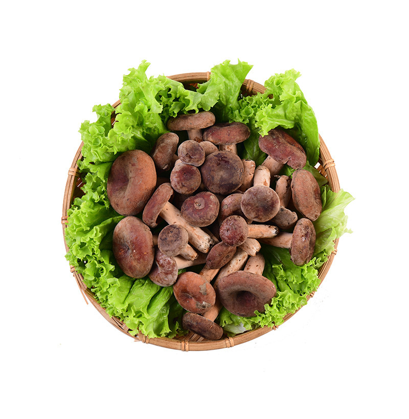 奶浆菌产地直发新鲜奶浆菌云南特产食用菌煲汤食材现货奶浆