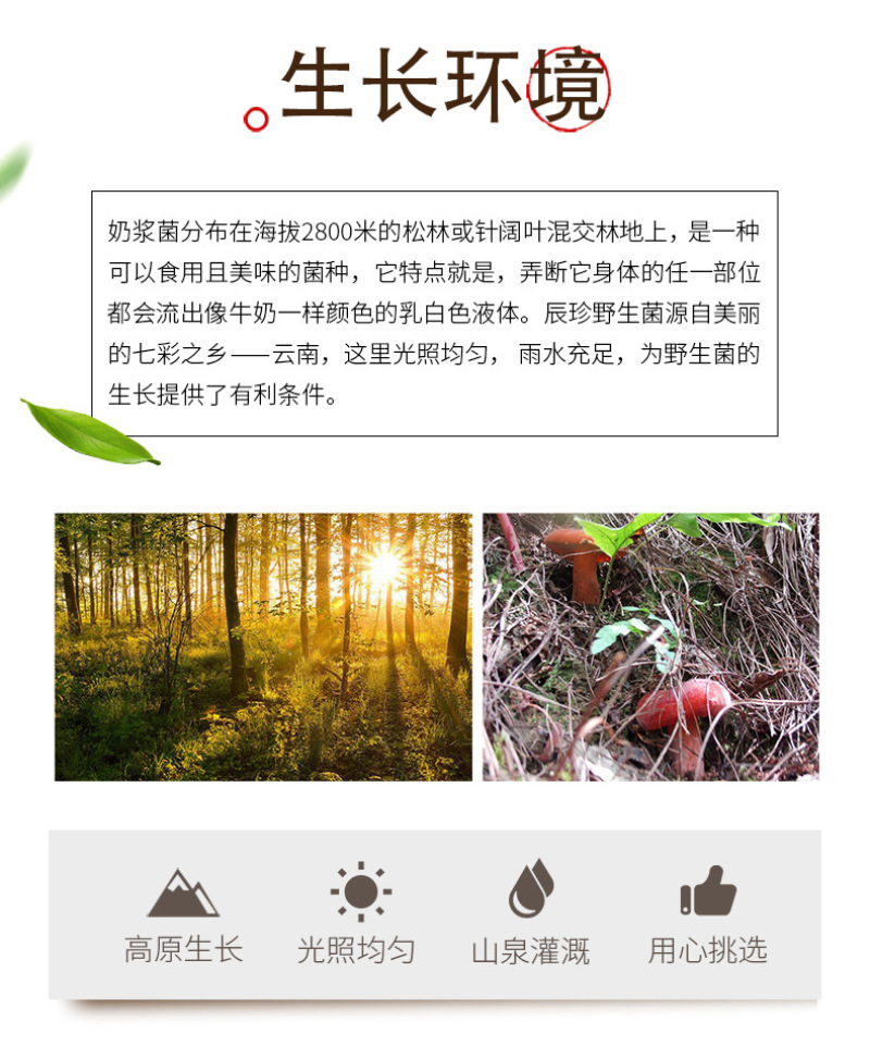 奶浆菌产地直发新鲜奶浆菌云南特产食用菌煲汤食材现货奶浆