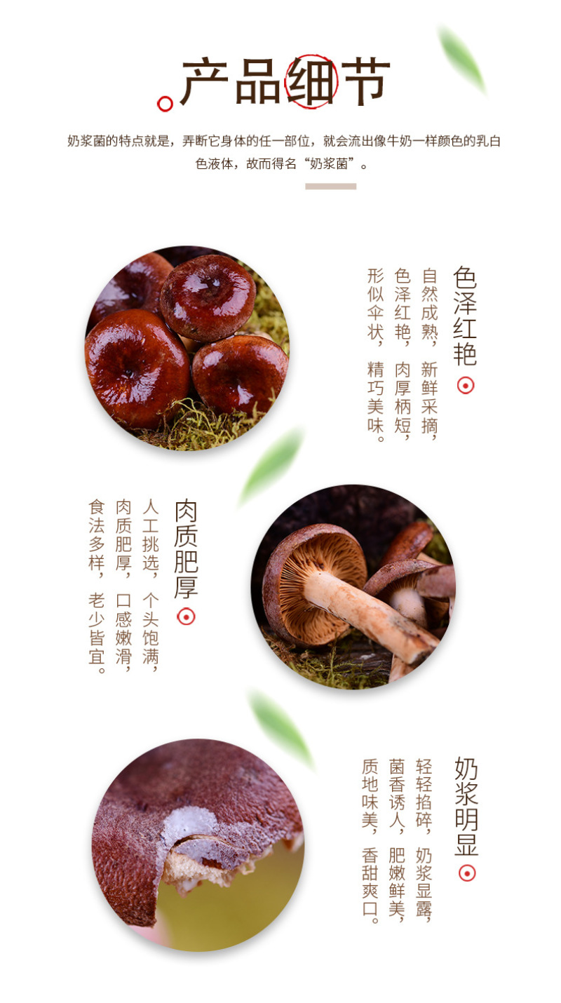 奶浆菌产地直发新鲜奶浆菌云南特产食用菌煲汤食材现货奶浆