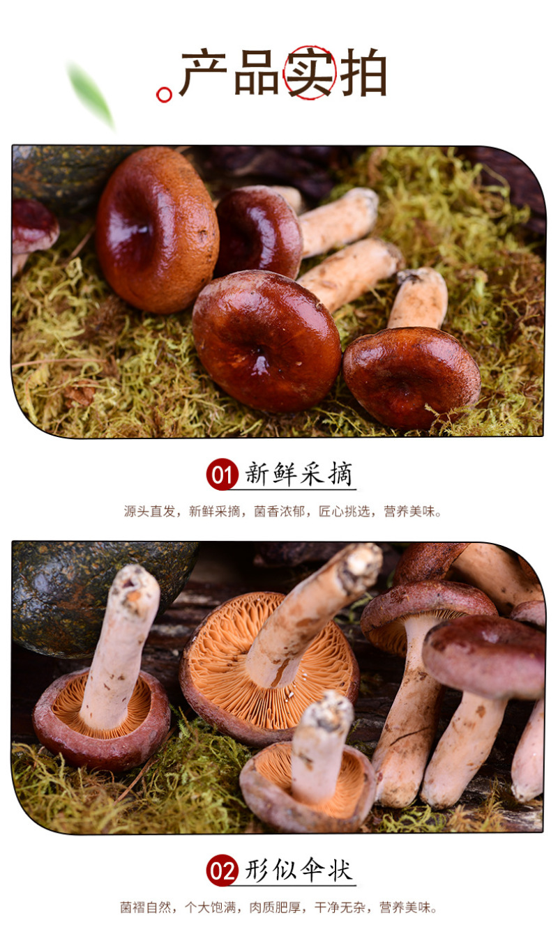 奶浆菌产地直发新鲜奶浆菌云南特产食用菌煲汤食材现货奶浆