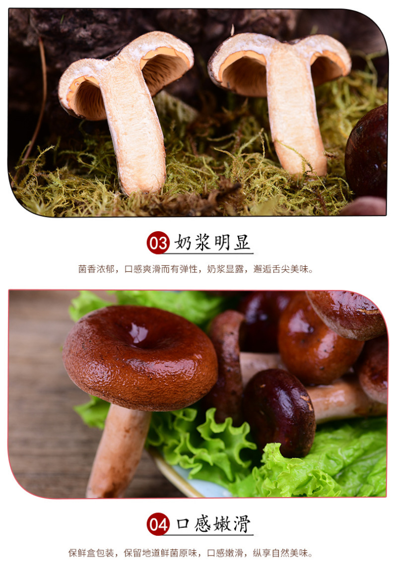 奶浆菌产地直发新鲜奶浆菌云南特产食用菌煲汤食材现货奶浆