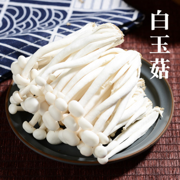 白玉菇新鲜白玉菇蘑菇新鲜菌菇类食材新鲜食用菌真姬菇白玉菇