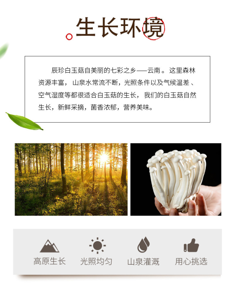 白玉菇新鲜白玉菇蘑菇新鲜菌菇类食材新鲜食用菌真姬菇白玉菇