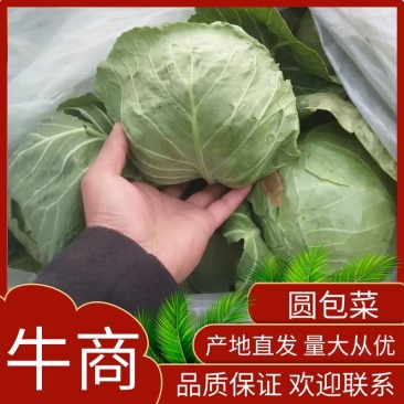 甘蓝，精品货，质好价优，价格合理，批发价整车走货