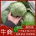 甘蓝，精品货，质好价优，价格合理，批发价整车走货