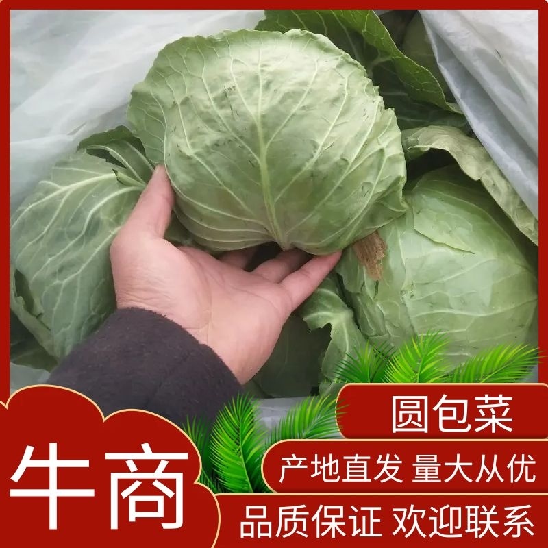 甘蓝，精品货，质好价优，价格合理，批发价整车走货