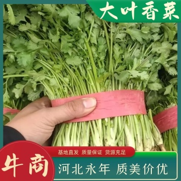 永年大叶香菜精品香菜量大从优欢迎各位老板采购
