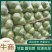 【热卖】精品甘蓝，品类齐全，价格合理，产地一手货