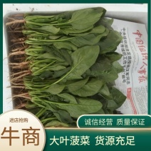 【大叶菠菜】邯郸永年本地秋菠新鲜蔬菜商超品质基地货源