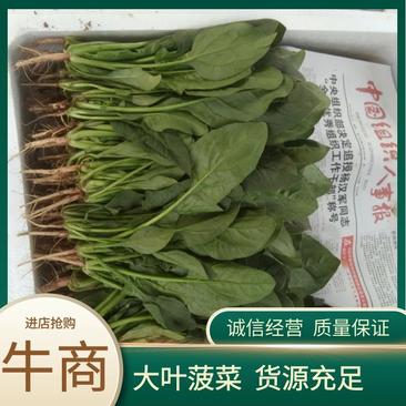 【大叶菠菜】邯郸永年本地秋菠新鲜蔬菜商超品质基地货源