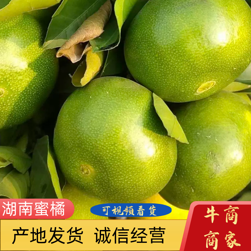 湖南蜜桔大量上市皮薄多汁欢迎客商来选购