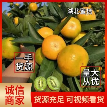 湖北早熟蜜桔/湖北橘子/高山蜜桔/新鲜直达