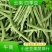 【精品四季豆】电商+社区团购，精品四季豆大宗批发