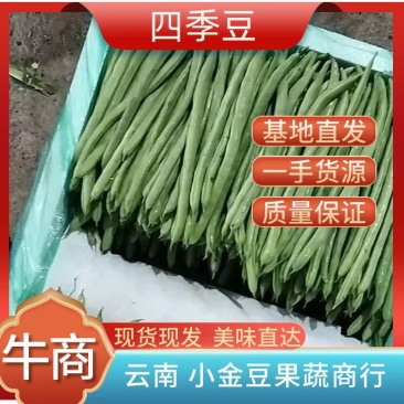 【四季豆】可对接电商+社区团购，产地货源，大宗批发