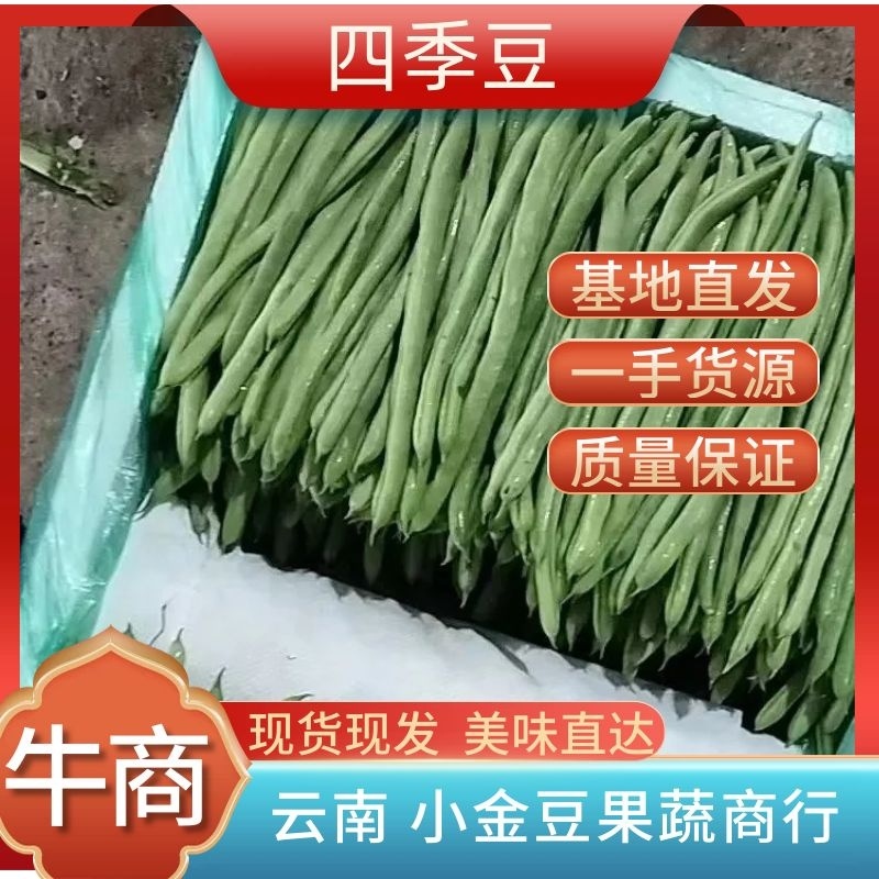 【四季豆】可对接电商+社区团购，产地货源，大宗批发