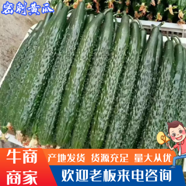 【牛商商家】黄瓜，密刺黄瓜产地发货，量大从优