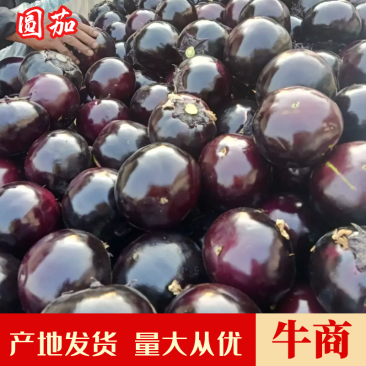 茄子紫光圆茄，山东圆茄产地出售中，欢迎客商选购