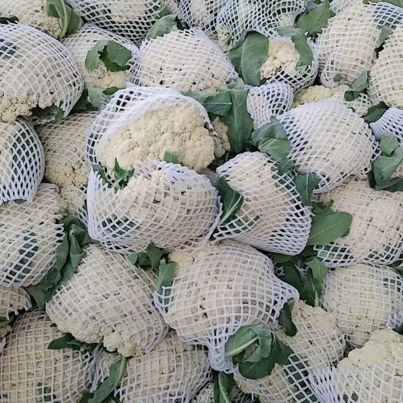 【热卖】松花菜有机花菜青梗白面散花品质好价格低等您来电