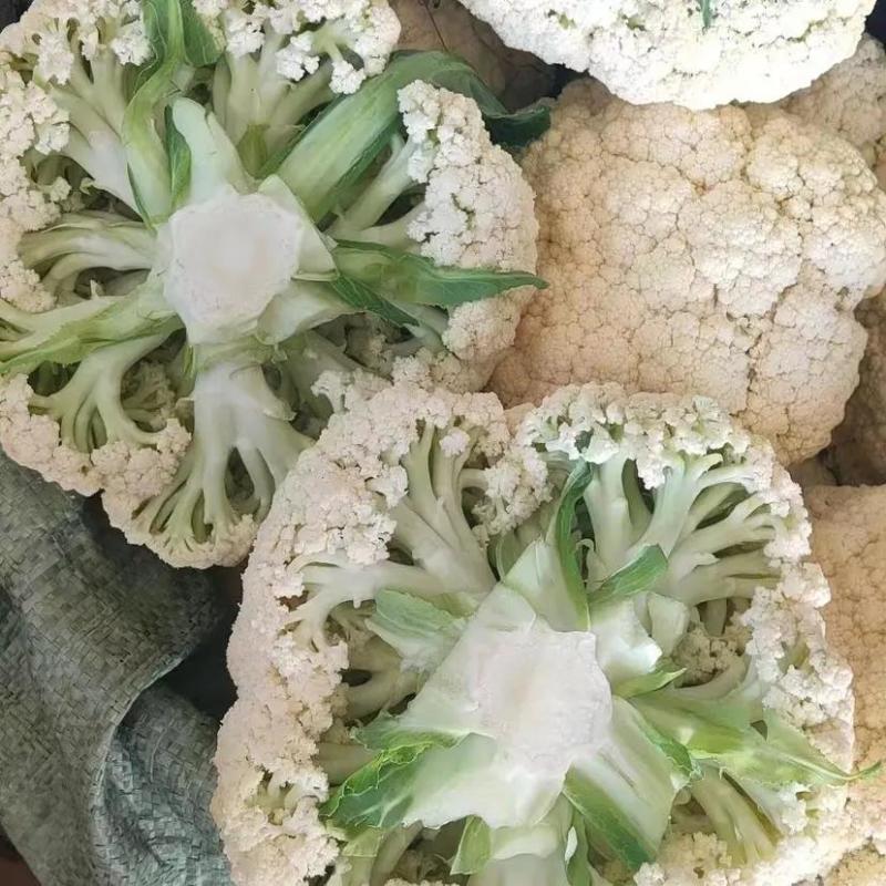 【热卖】松花菜有机花菜青梗白面散花品质好价格低等您来电