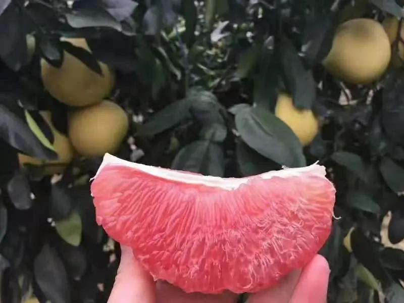 湖北蜜柚红心柚皮薄肉厚对接全国电商批发商欢迎来电合作