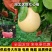 湖北蜜柚红心柚皮薄肉厚对接全国电商批发商欢迎来电合作