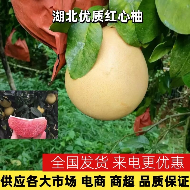 湖北蜜柚红心柚皮薄肉厚对接全国电商批发商欢迎来电合作