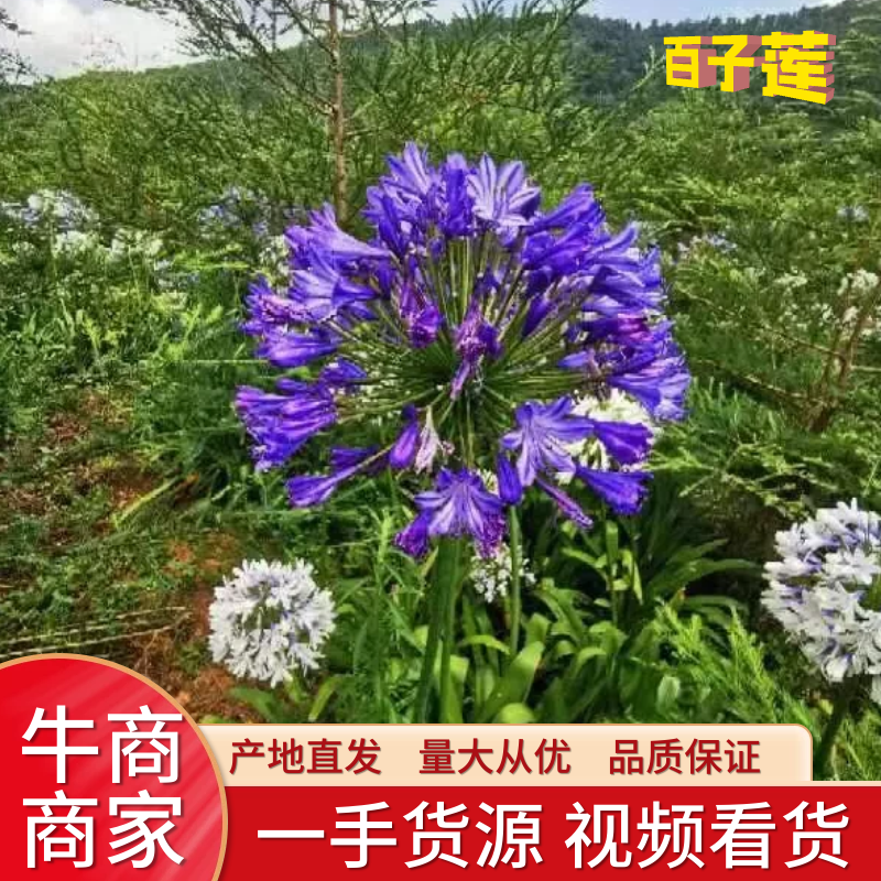 百子莲苗大量有货，价格优惠，欢迎各位老板前来选购