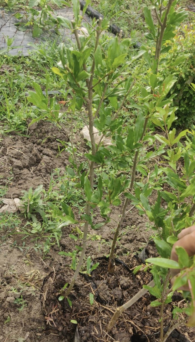 白玉石榴苗品种纯正根系发达现挖现发
