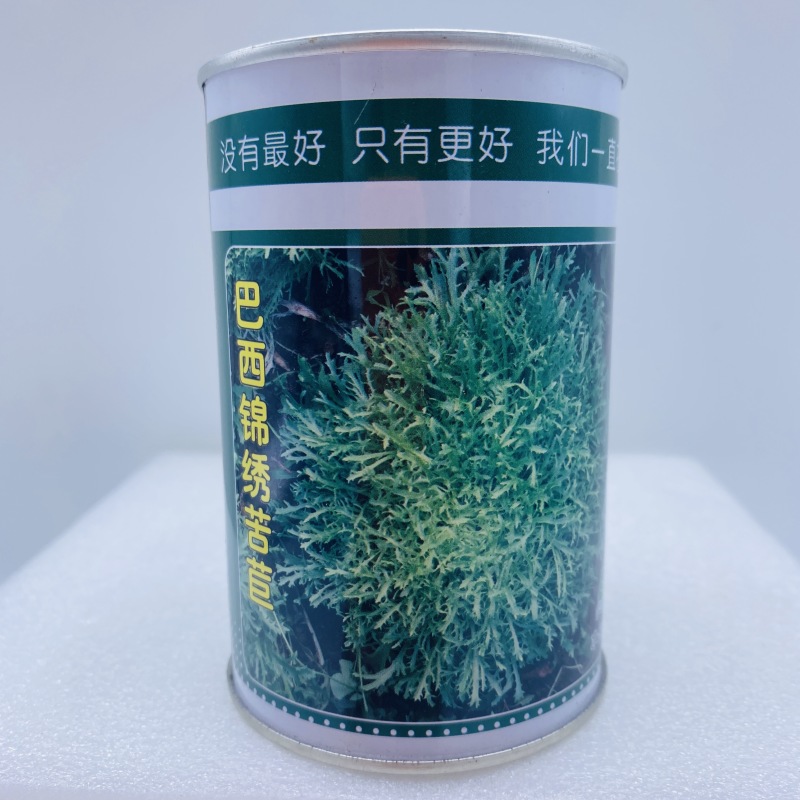 苦苣种子苦菊种子细叶皇金菊种子四季蔬菜种子大田用种