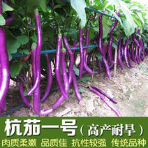 线茄子种子长型杂交早熟抗病强长紫红色杭茄子高品质