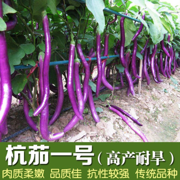 线茄子种子长型杂交早熟抗病强长紫红色杭茄子高品质