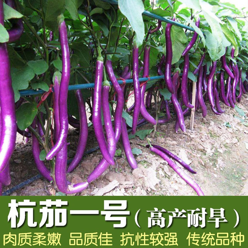 线茄子种子长型杂交早熟抗病强长紫红色杭茄子高品质