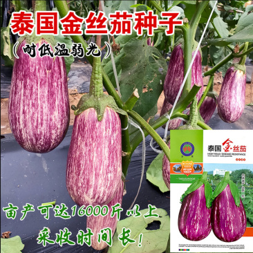 茄子种子彩茄花茄子杂交抗病强泰国口感好适应性强