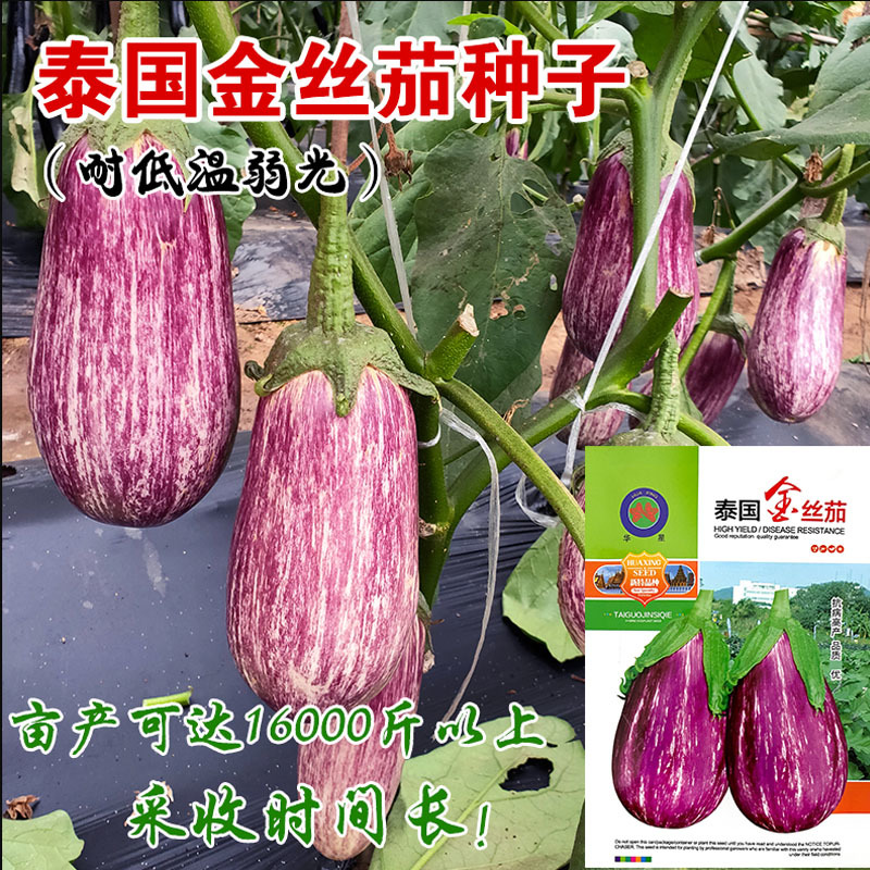茄子种子彩茄花茄子杂交抗病强泰国口感好适应性强