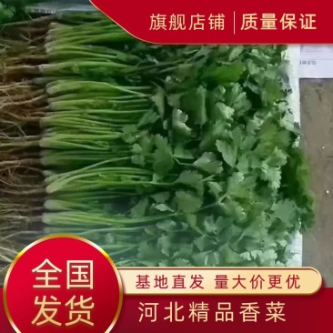 大叶香菜20~25厘米以上可视频看货一条龙服务
