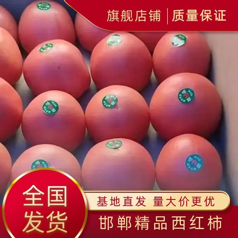 【精品】西红柿大量上市可视频实地看货质量保证长期合作