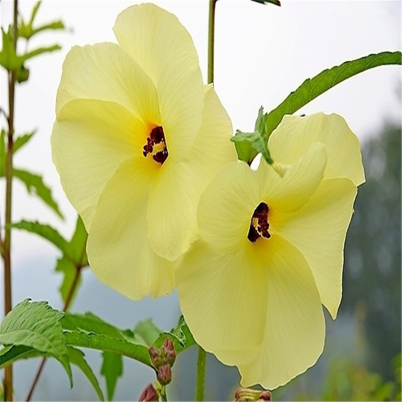 金花葵种子菜芙蓉种子无限开花观赏农业花卉产业野芙蓉黄蜀葵