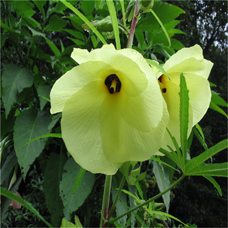 金花葵种子菜芙蓉种子无限开花观赏农业花卉产业野芙蓉黄蜀葵