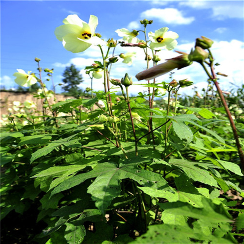 金花葵种子菜芙蓉种子无限开花观赏农业花卉产业野芙蓉黄蜀葵