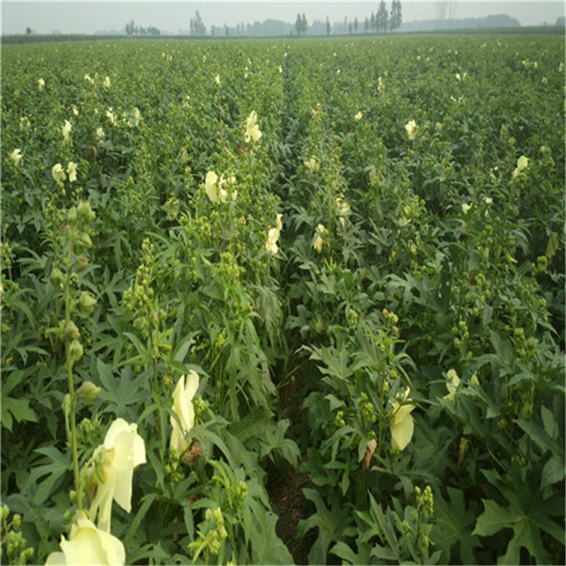 金花葵种子菜芙蓉种子无限开花观赏农业花卉产业野芙蓉黄蜀葵