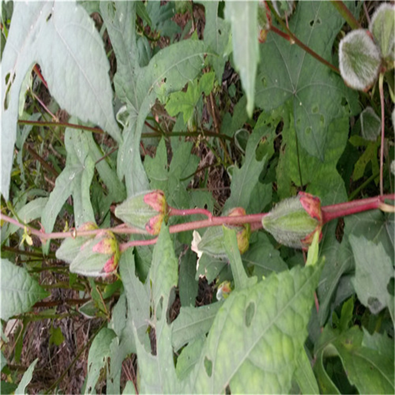 金花葵种子菜芙蓉种子无限开花观赏农业花卉产业野芙蓉黄蜀葵